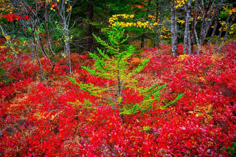 Young green evergreens rise from a brilliant scarlet carpet of autumn shrubs.