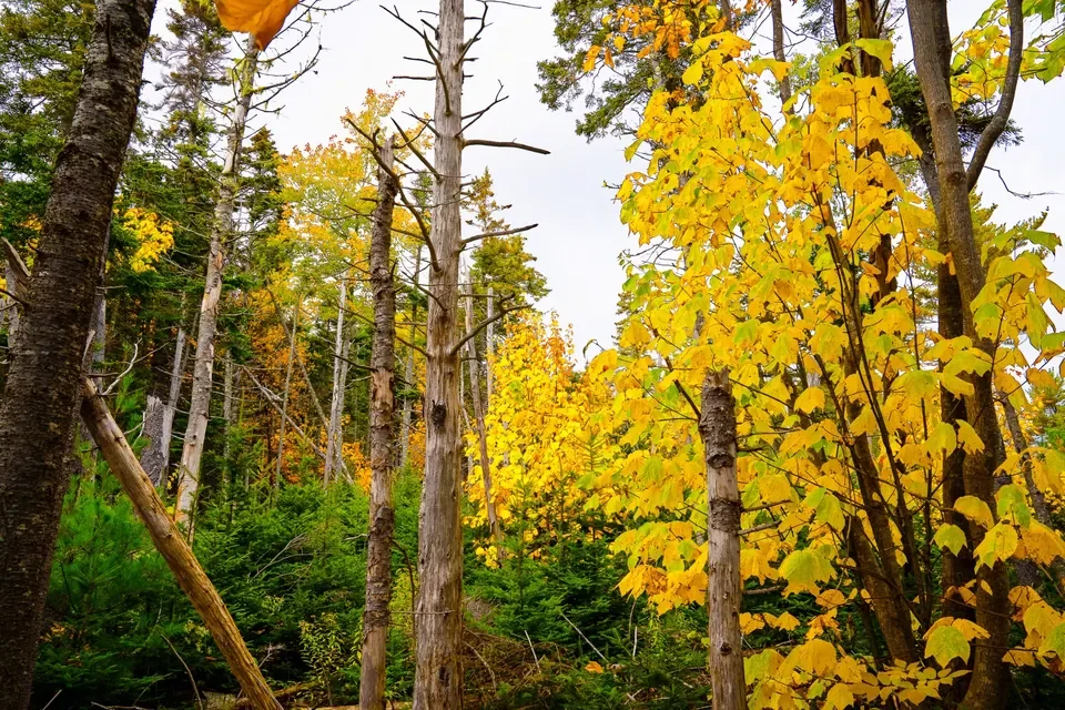 Tall woodland trunks and translucent yellow leaves stand amid the deep greens of fall.