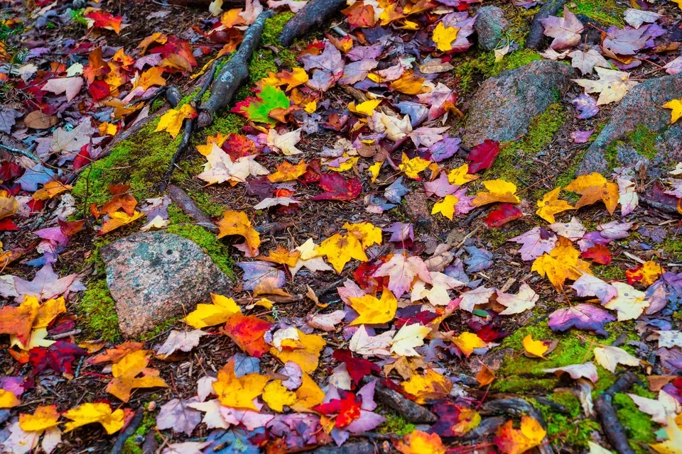 Multicolored fallen maple leaves lie among moss-covered roots and weathered stones.