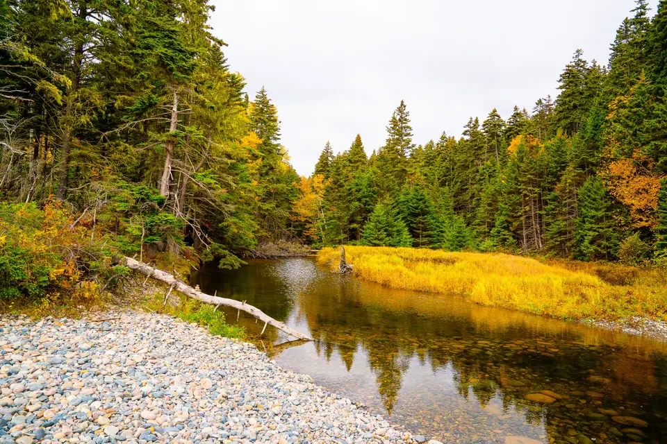 A still freshwater stream curves around amber marsh grass and evergreens.