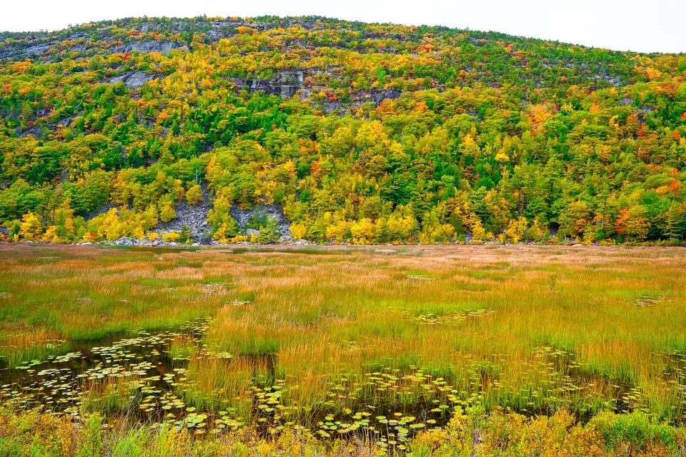 A wooded Acadia hillside in peak color rises behind a russet marsh and lily-pad pools.