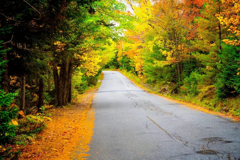 A peaceful narrow road bends between dark fir trees and luminous yellow and orange foliage.