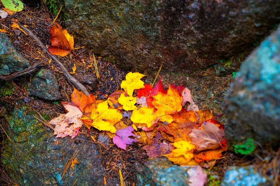 A small cluster of golden, red and violet autumn leaves rests between textured rocks.