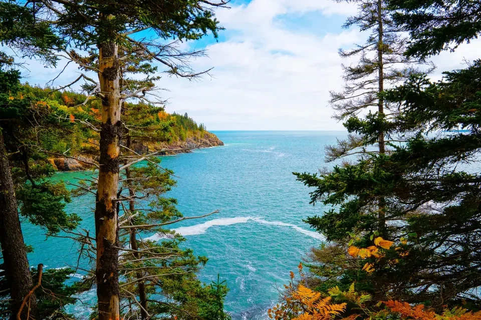 The blue Atlantic coastline appears between dark spruce trunks and wind-shaped branches.