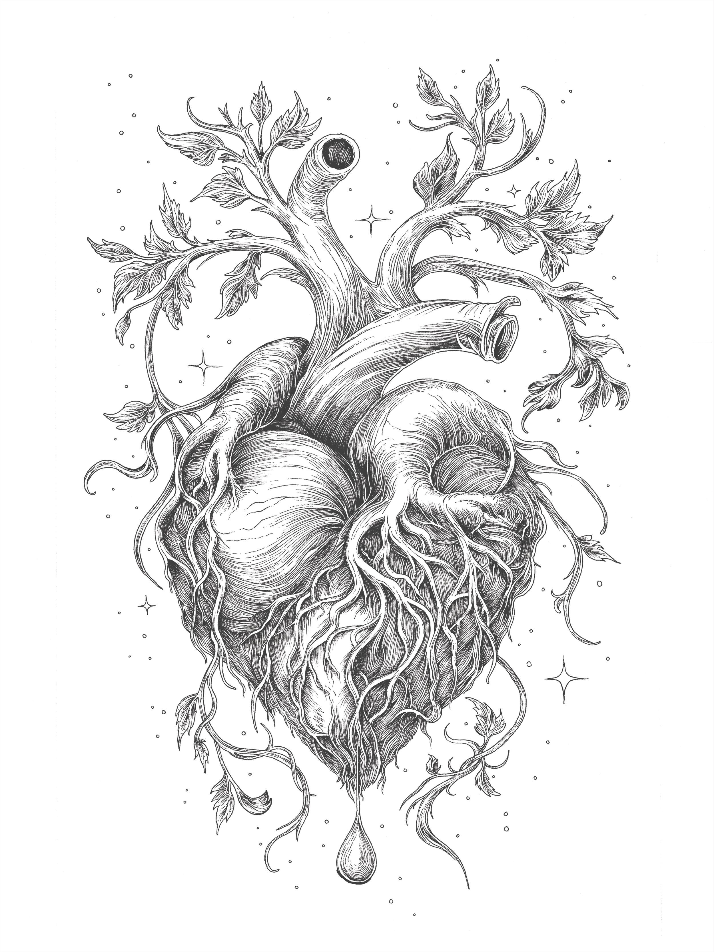 Heart