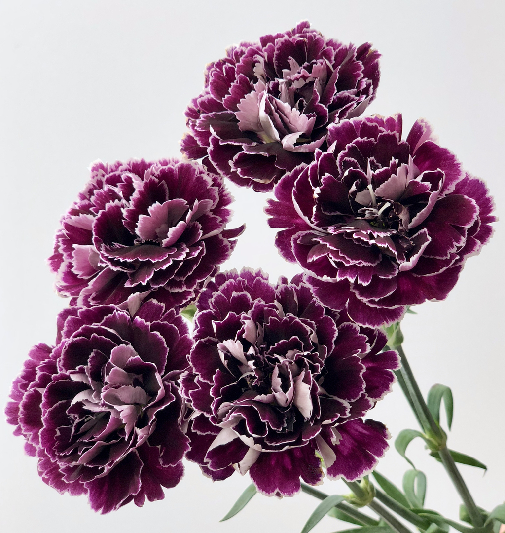 Carnations