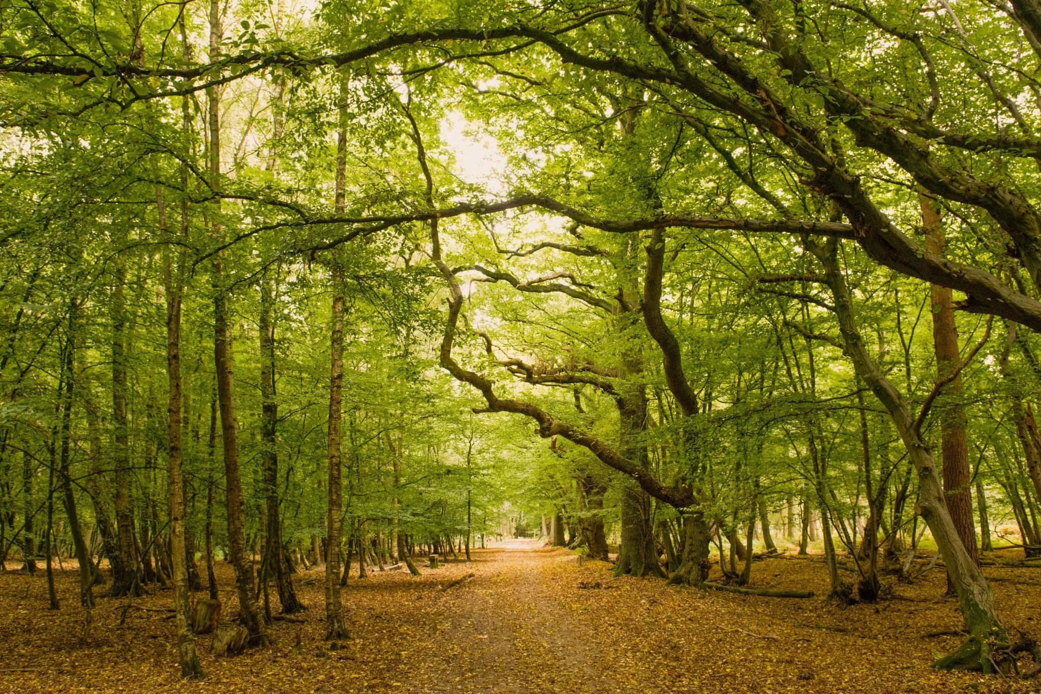 A path winding through the woodland at GreenAcres Epping Park