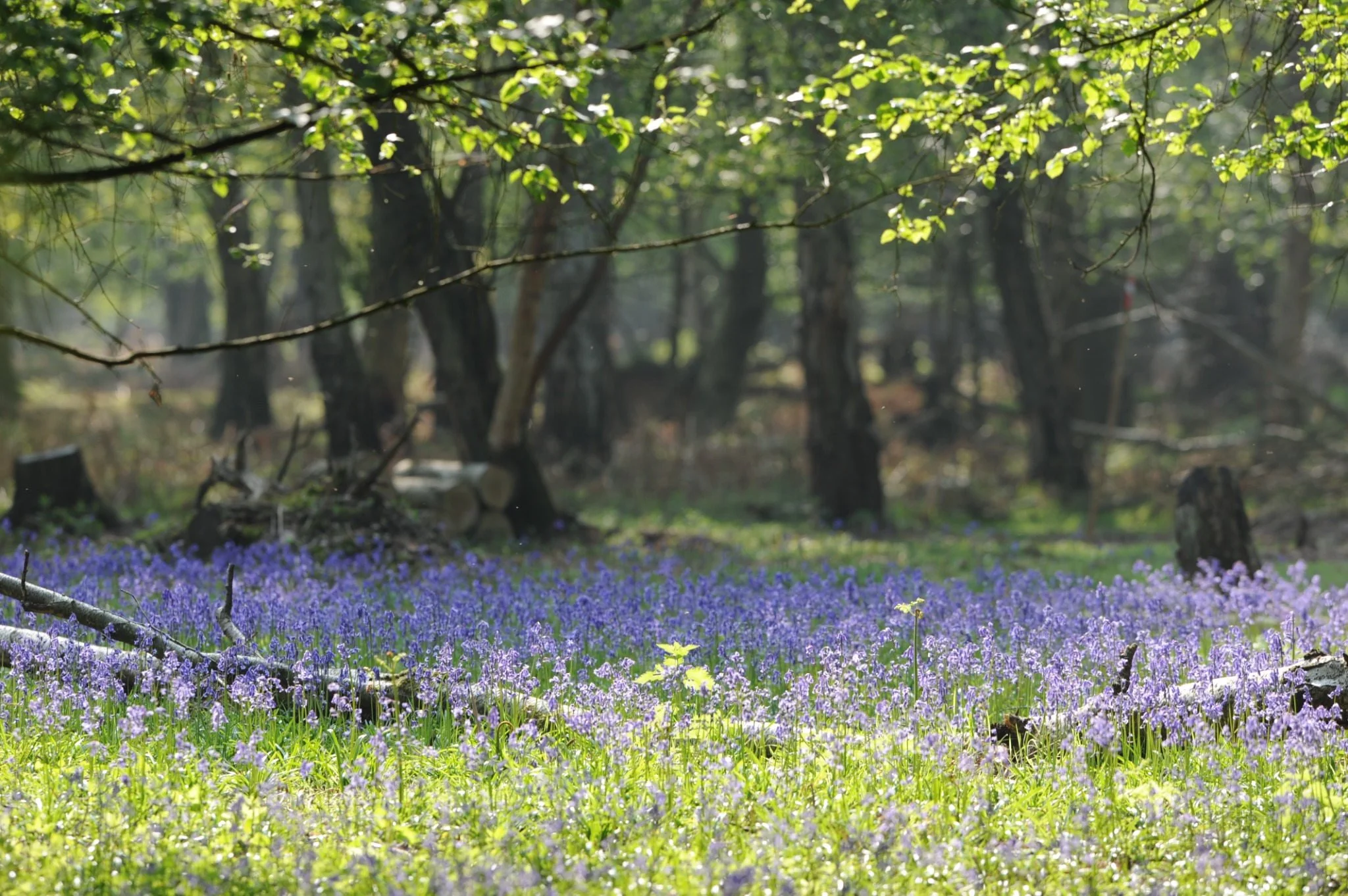 A carpet of bluebells among mature trees in the woodland at GreenAcres Epping Park