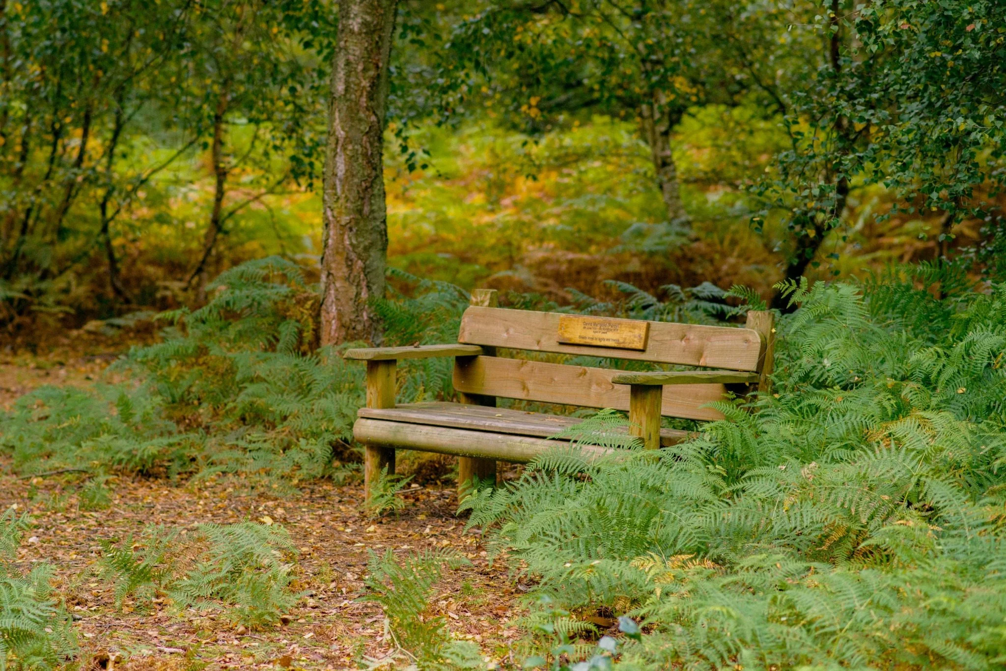 A memorial bench within the wooded grounds of GreenAcres Epping Park