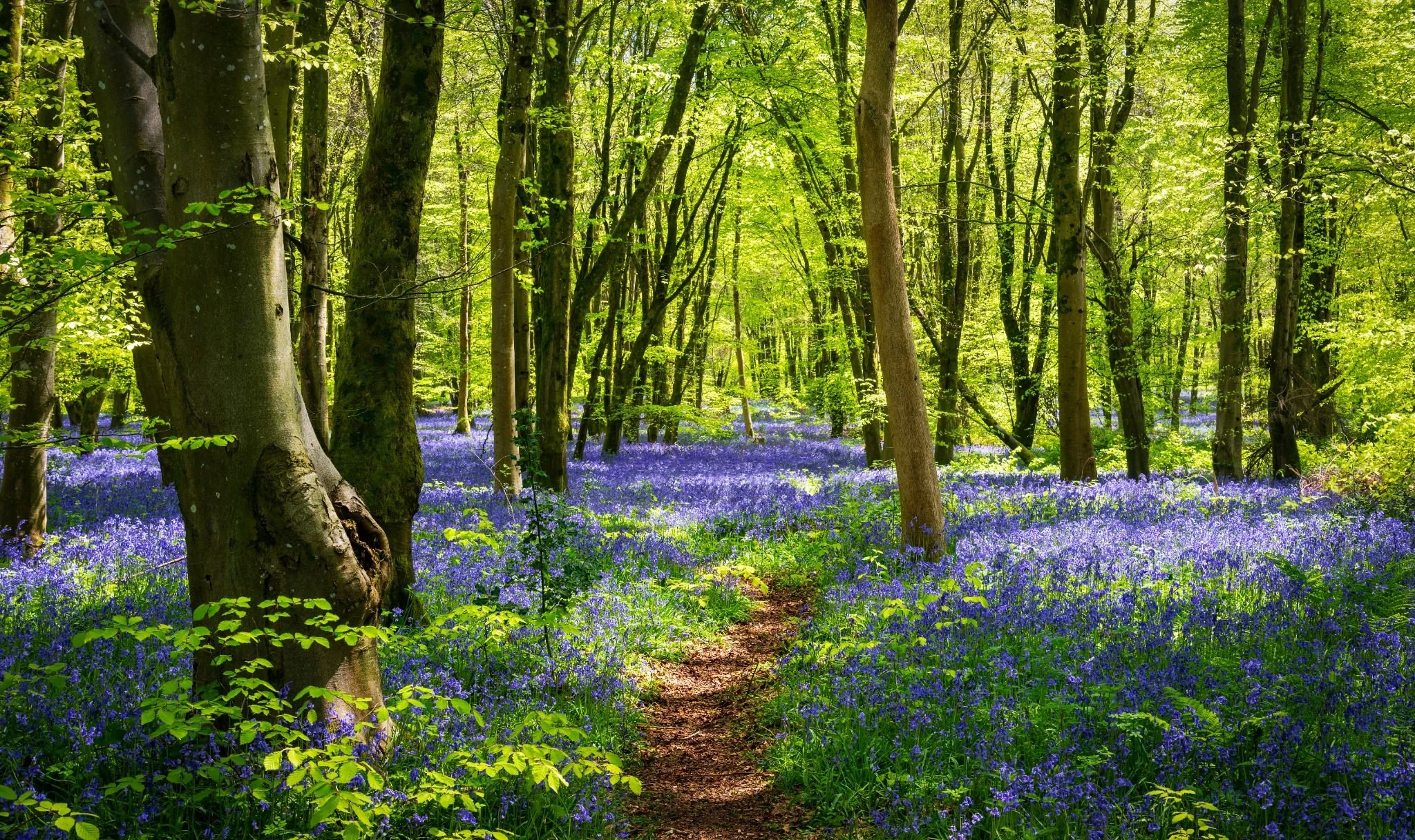 Bluebells flowering under mature trees in the woodland at GreenAcres Chiltern Park