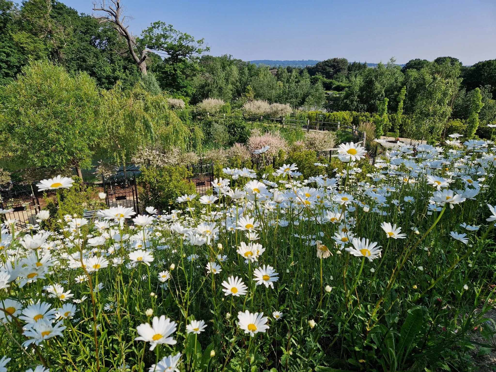 Planting and open garden space in the Daisy Garden at GreenAcres Kemnal Park