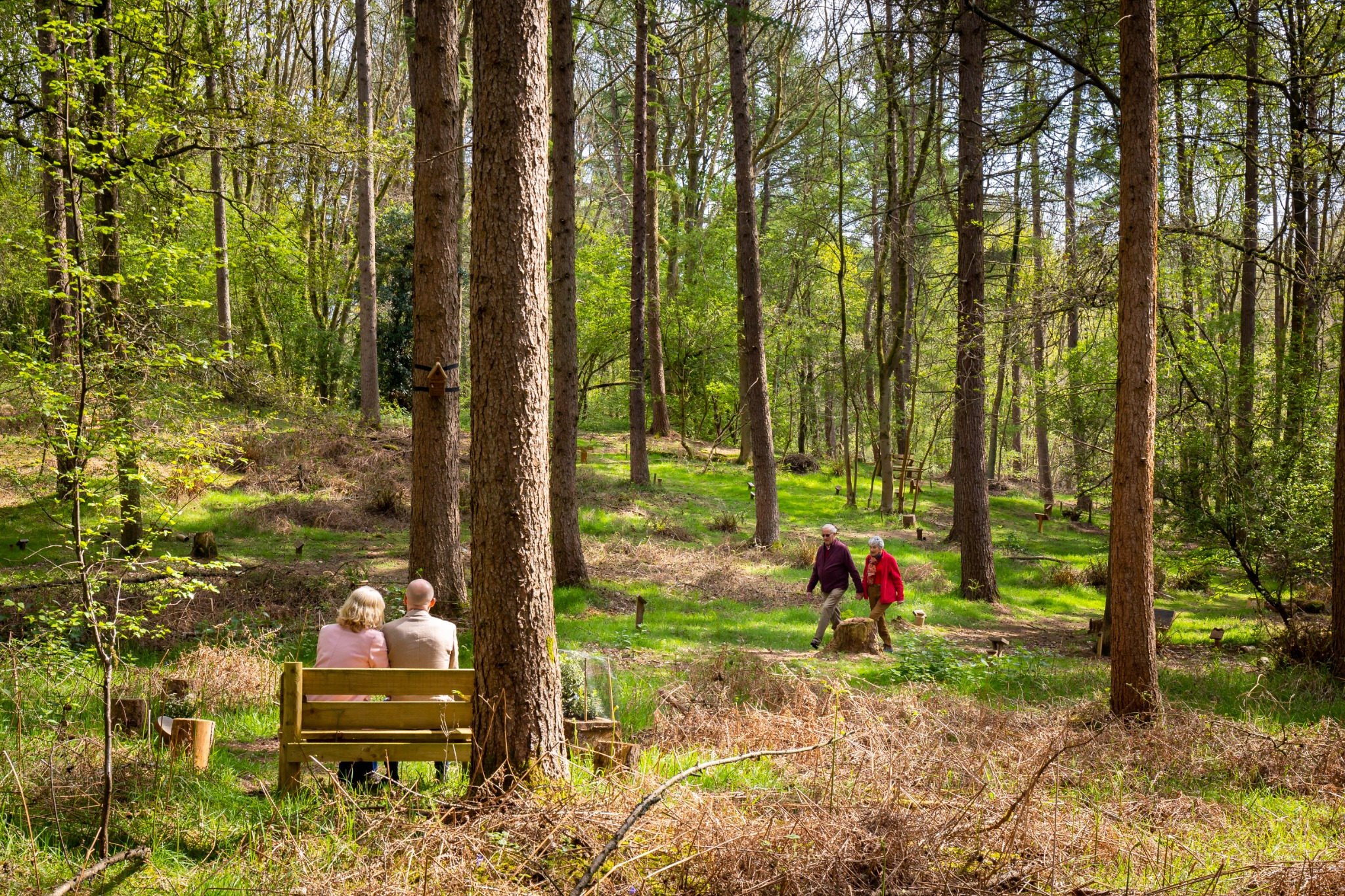 Sunlit woodland and paths among the trees at GreenAcres Chiltern Park