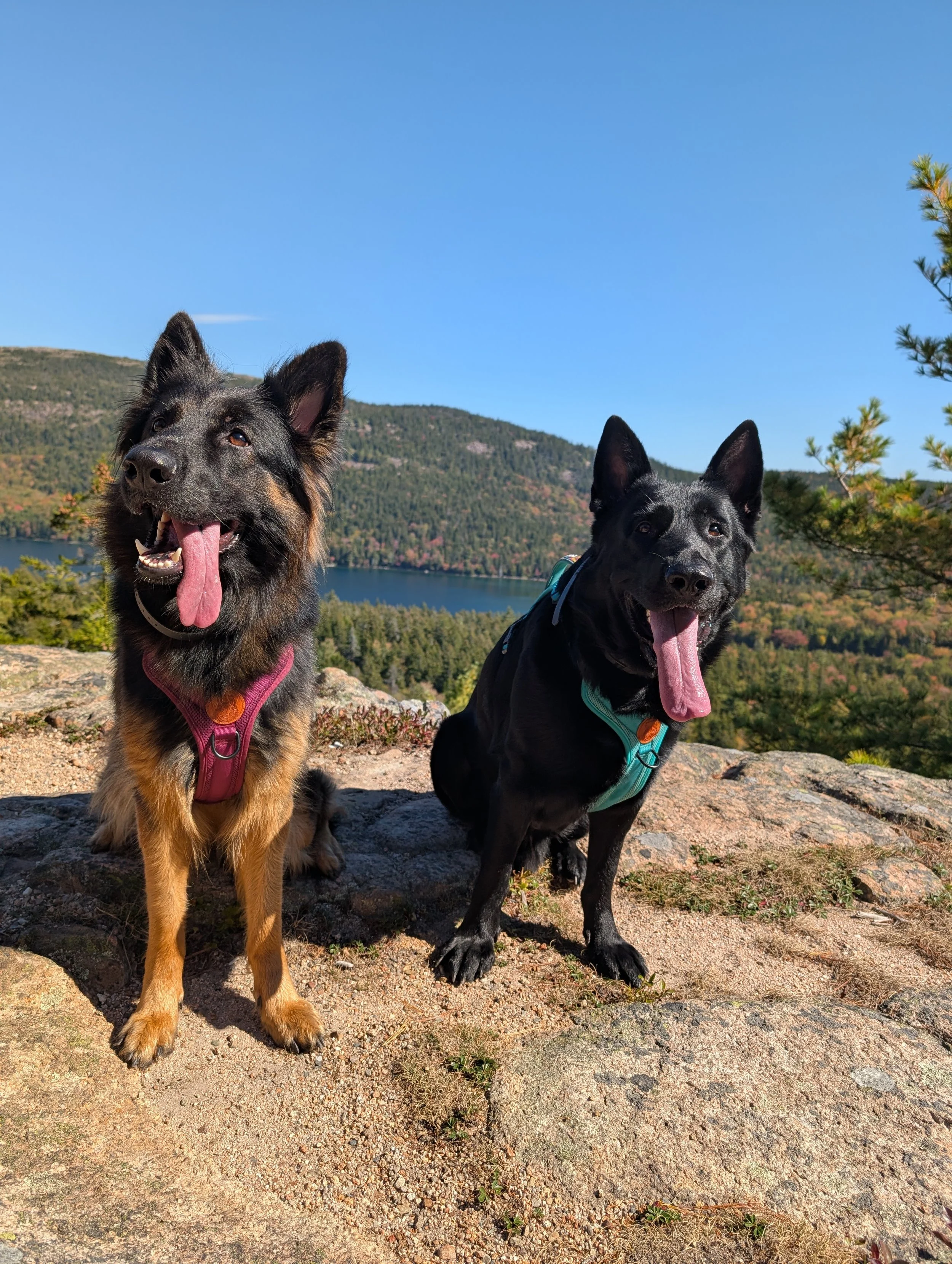 Hiking with Dogs