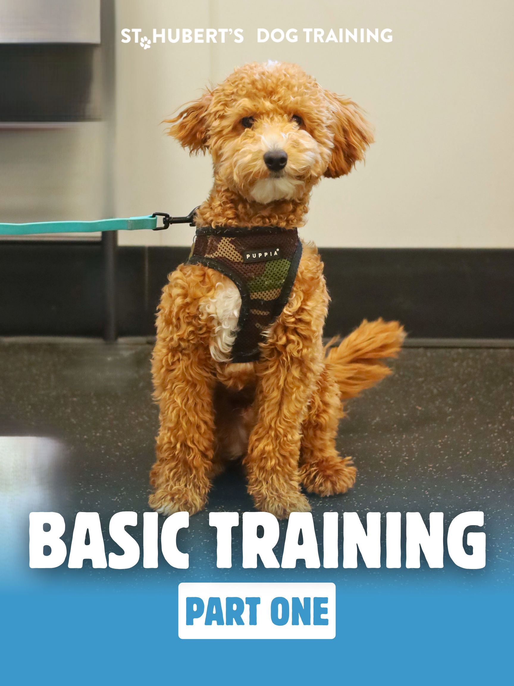 Enjoable Leash Walking class image