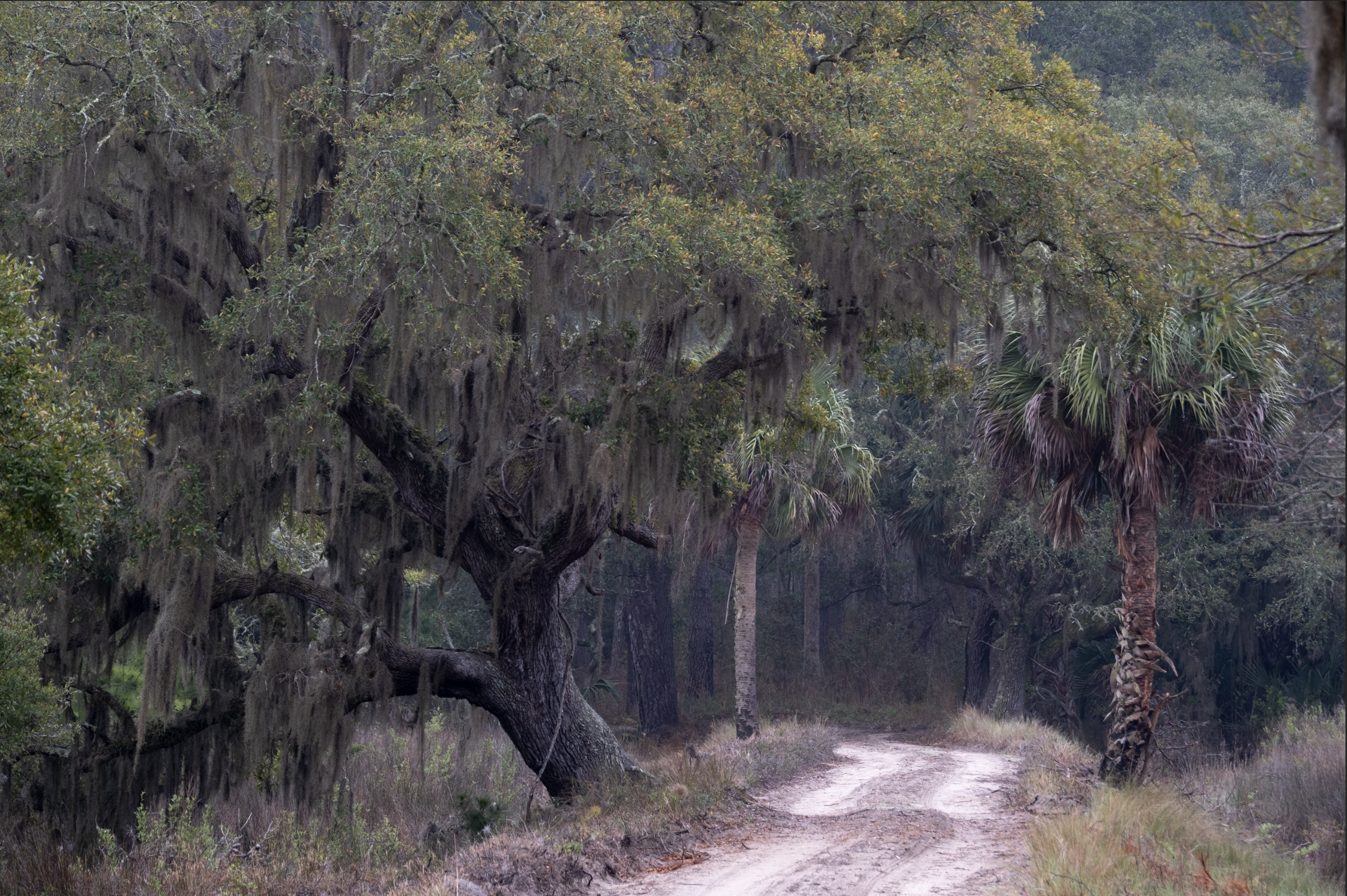 Raw photograph before editing