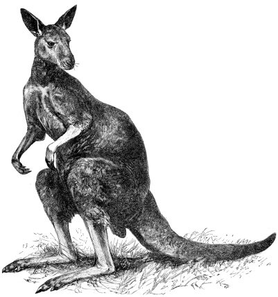 Phantom Kangaroo