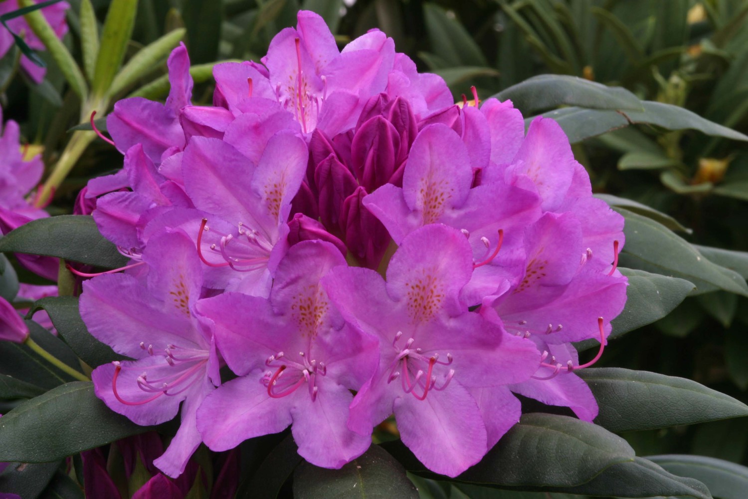 Rhododendron Hybrid Roseum elegans