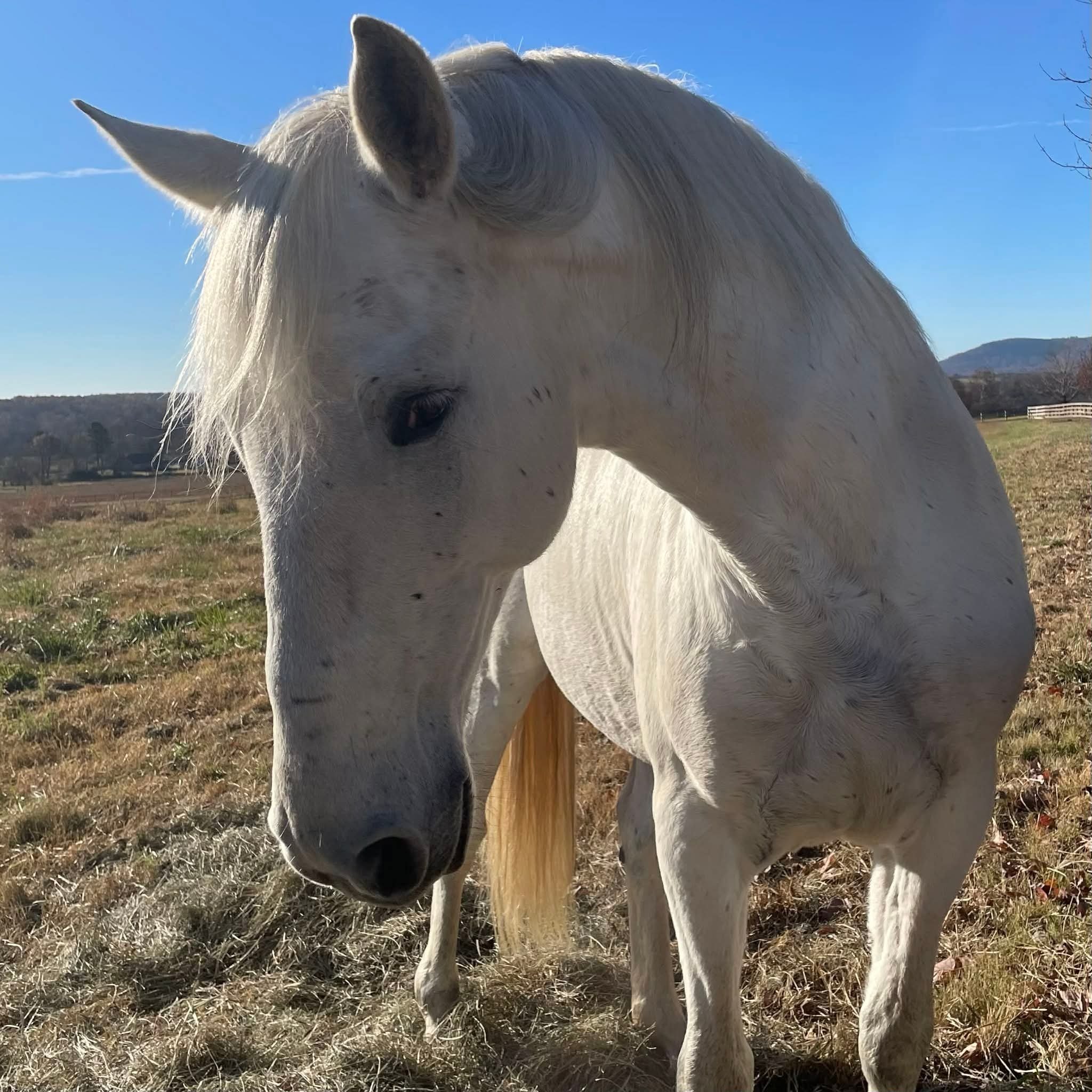 Mattao - Andalusian and Paso Fino at Rendezvous Ranch