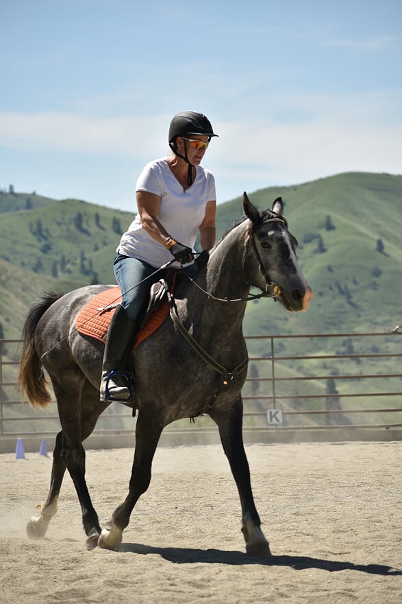 Cobalt - Arab Dutch Warmblood Cross at Rendezvous Ranch