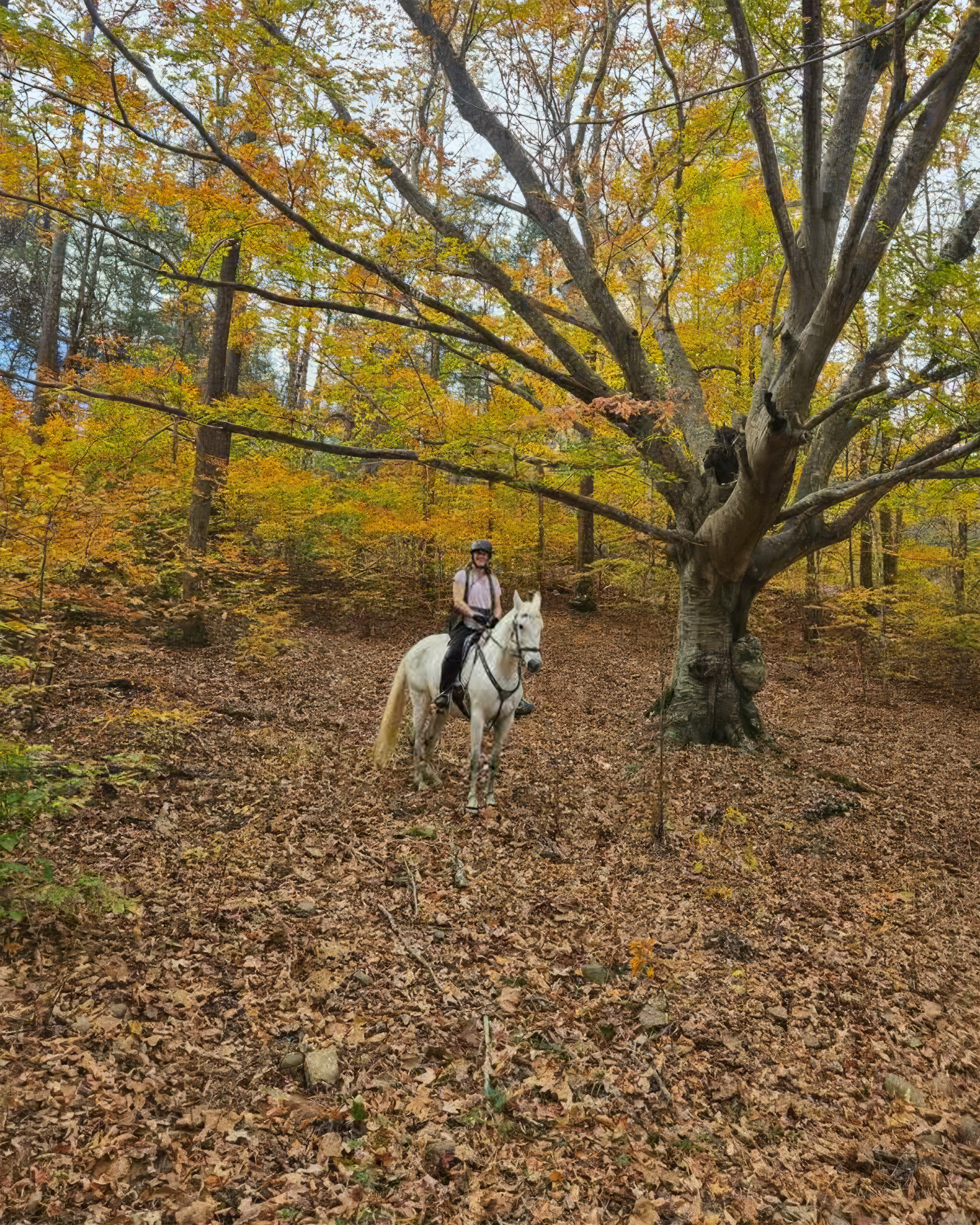 Mattao - Grey Andalusian / Paso Fino horse under tree