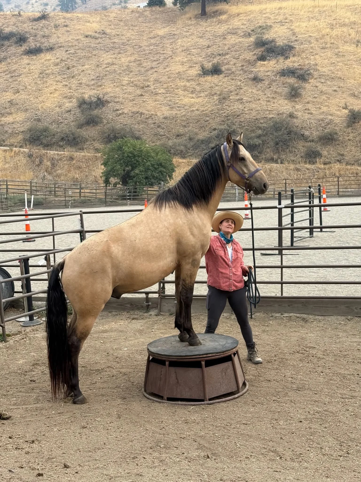 Quinn - Registered Morgan Buckskin Gelding on pedestal obstacle