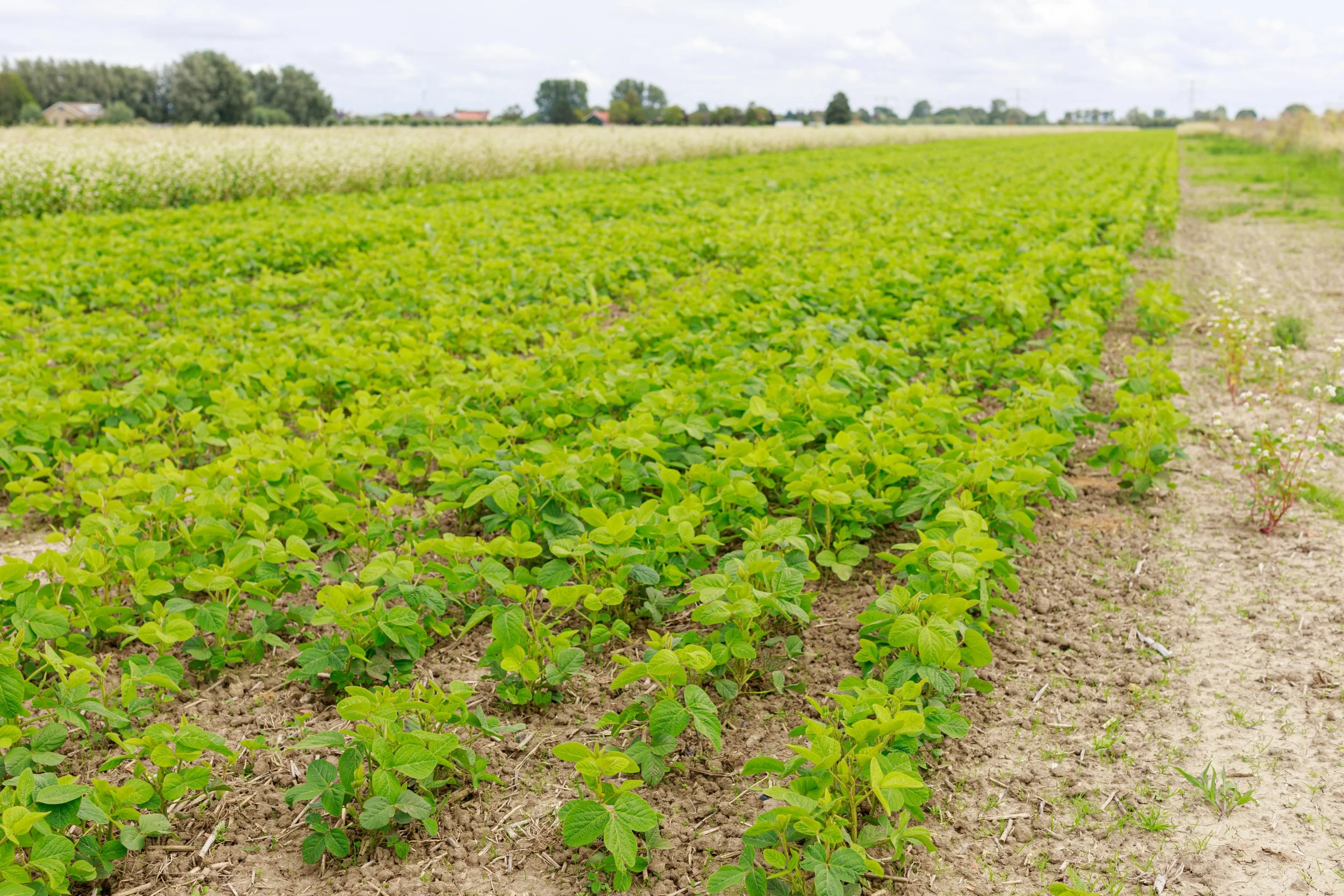 Akkerbouw en ingrediënten voor Tomasu