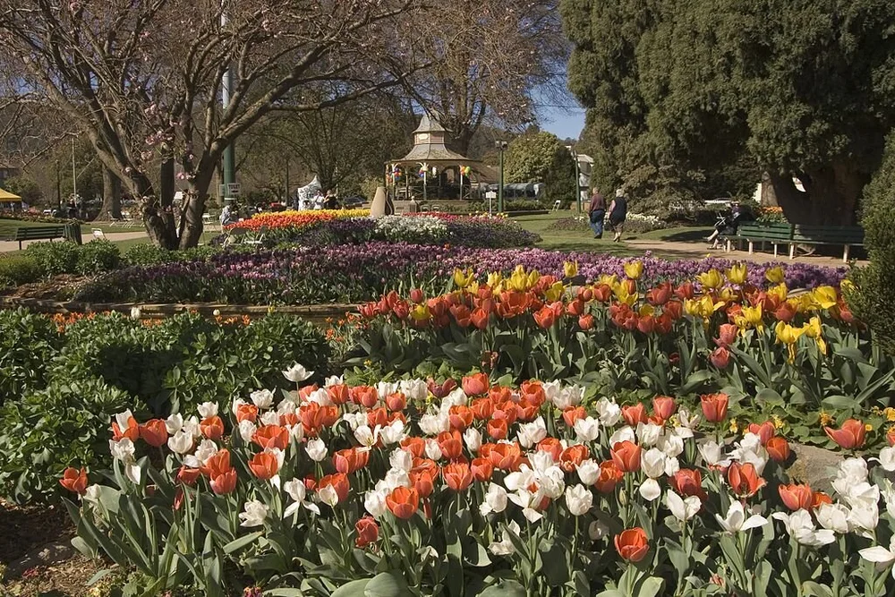 Beds of orange and white tulips in front of the rotunda at Corbett Gardens, Bowral, during Tulip Time.