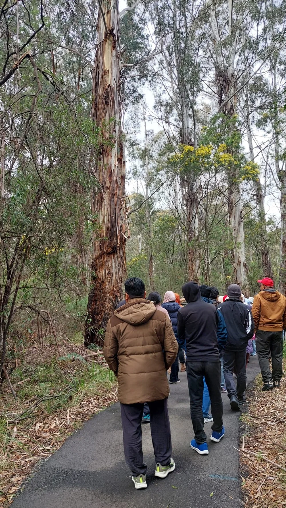 Corporate group on a guided bushwalk under gum trees during a multi-day retreat