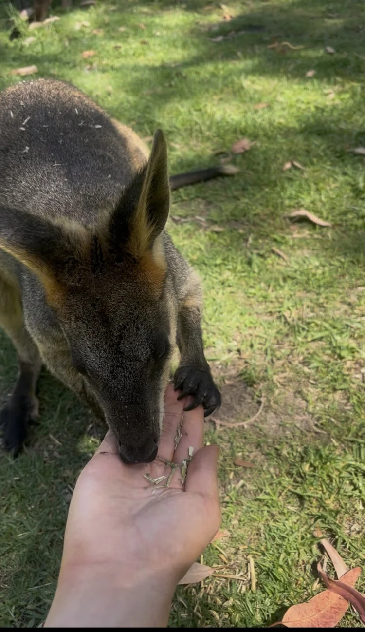 Hand-feeding a kangaroo on a private wildlife tour