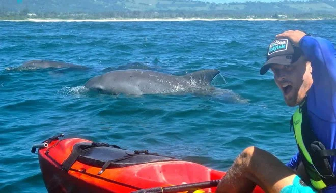 Sea kayakers paddling alongside dolphins in the water off Byron Bay