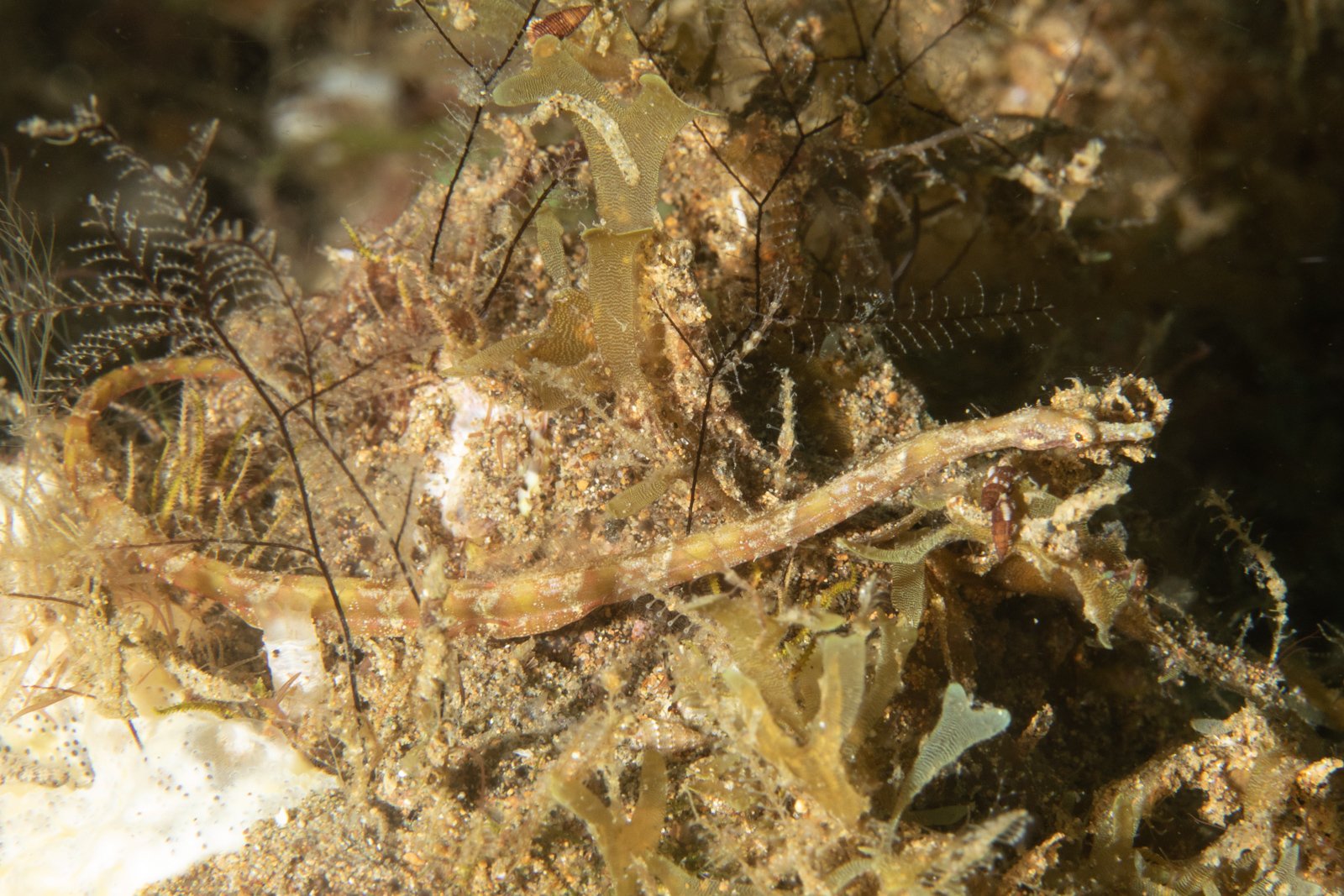 species photo