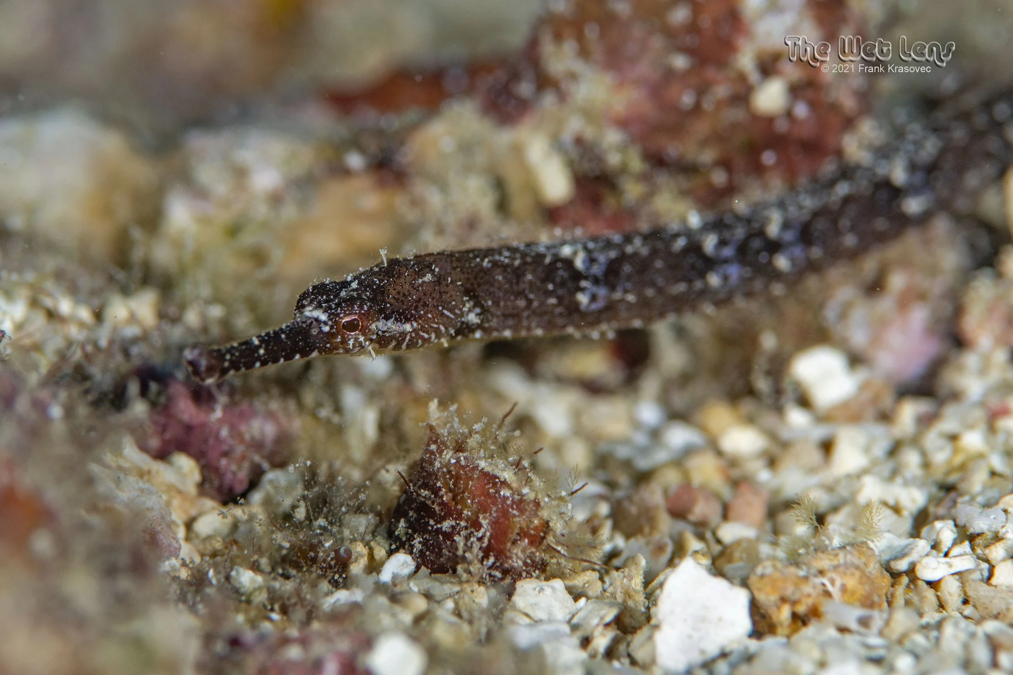 species photo