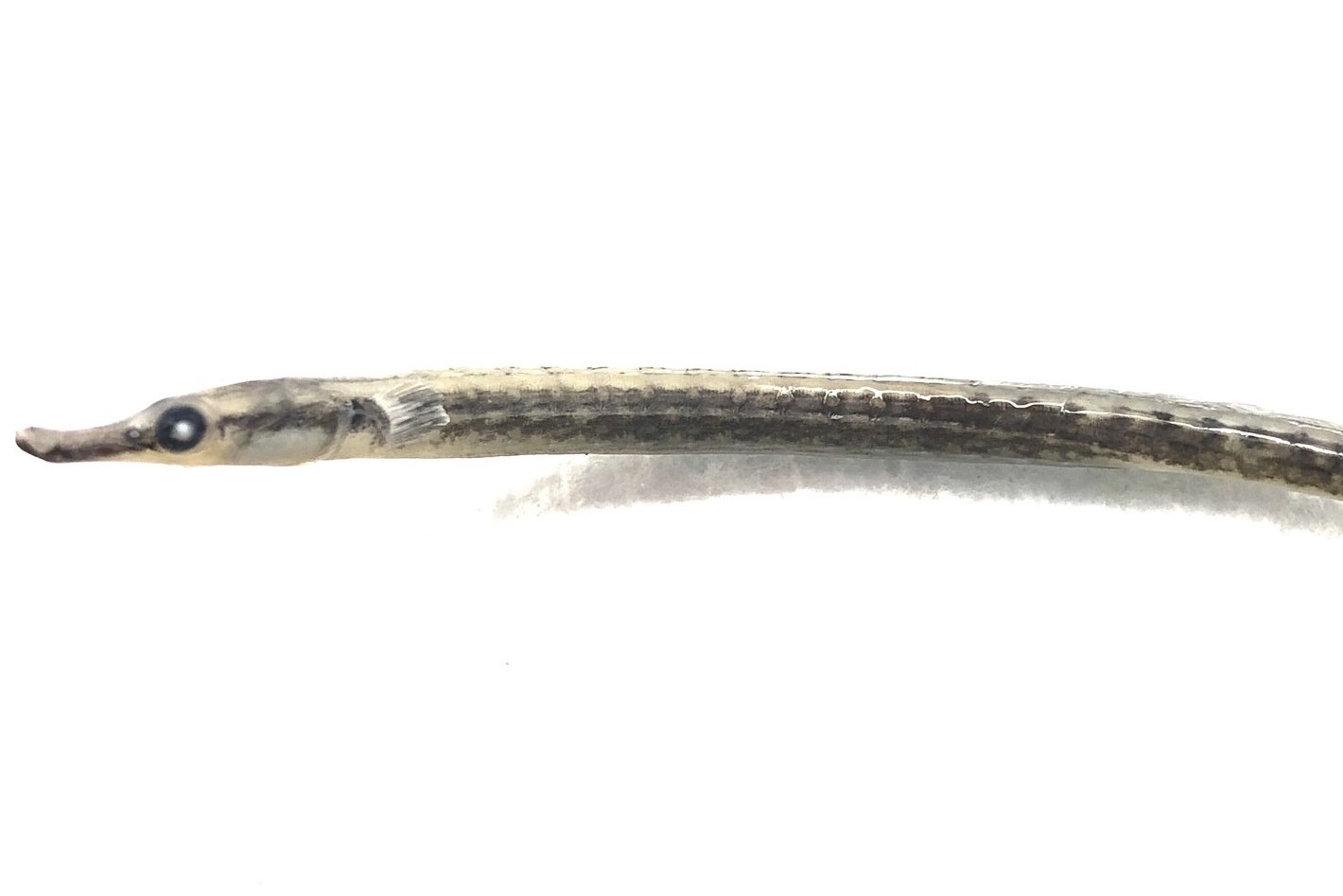 species photo