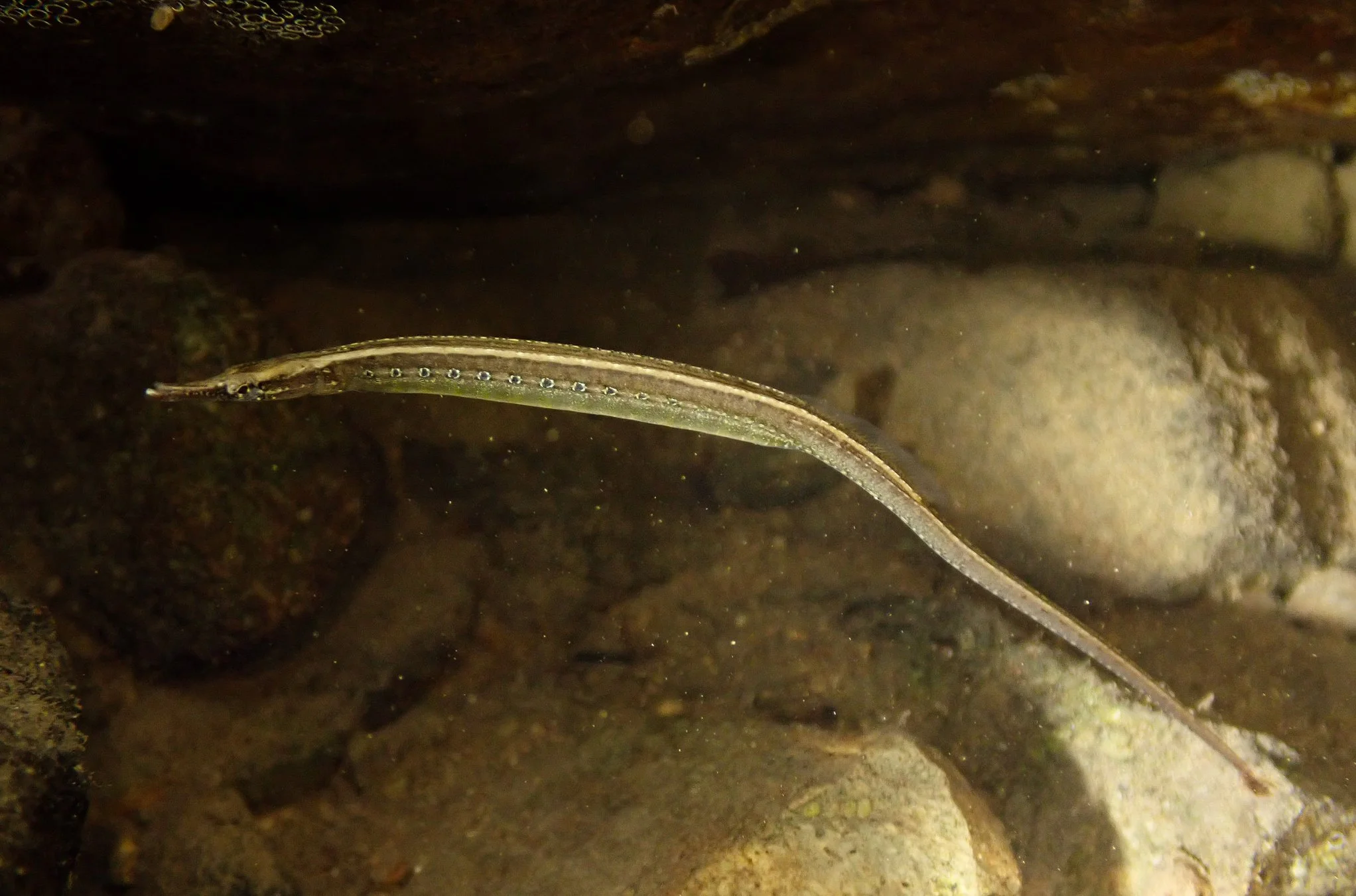 species photo