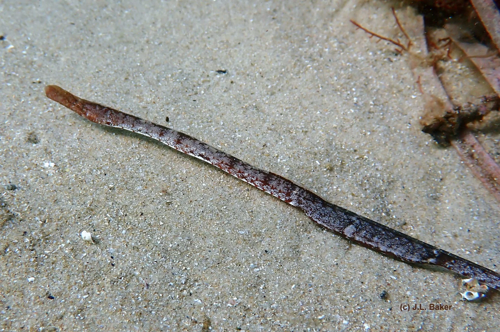 species photo