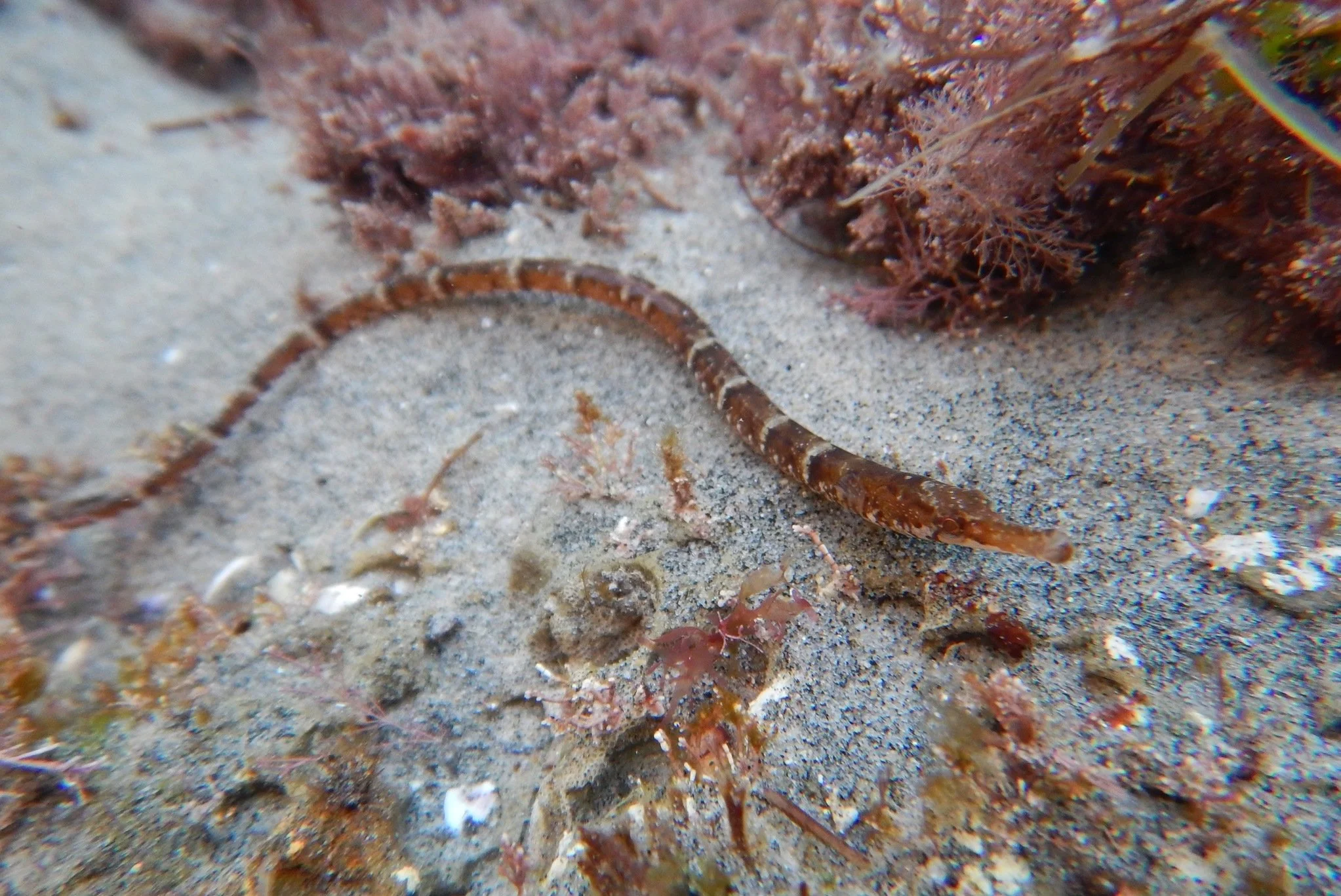 species photo