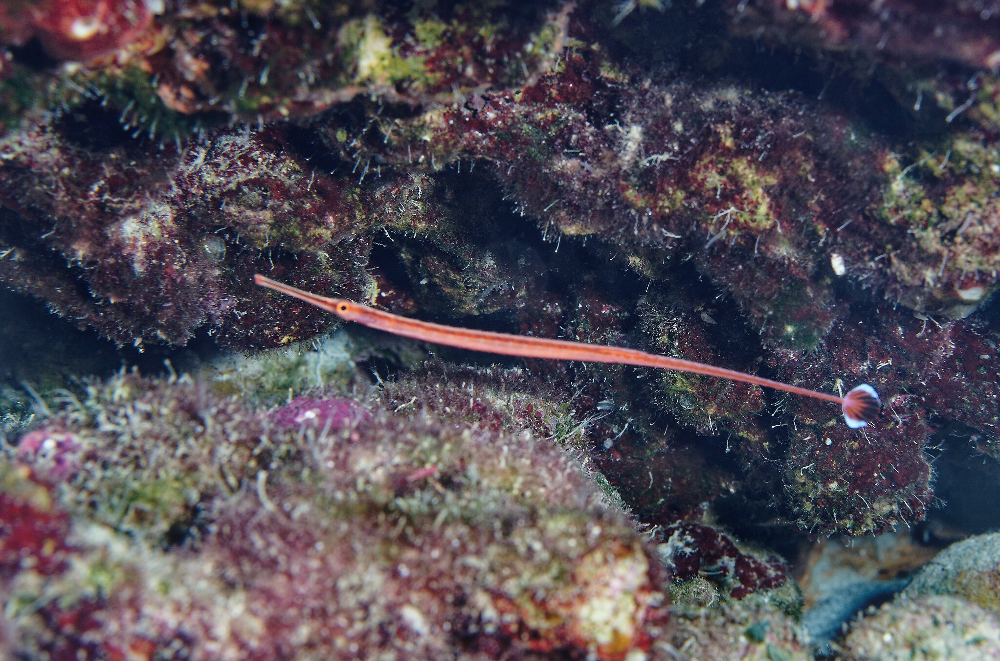 species photo