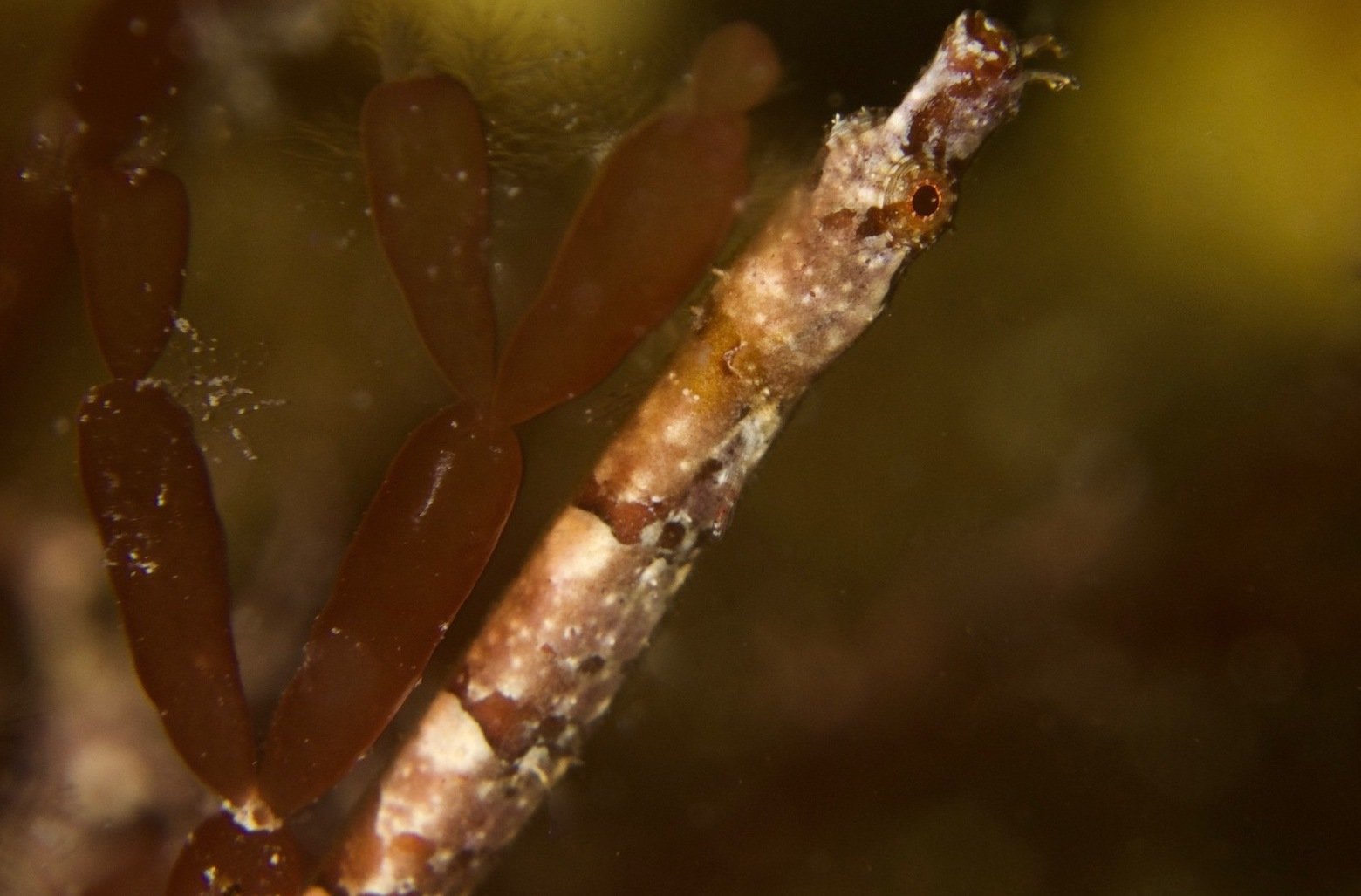 species photo