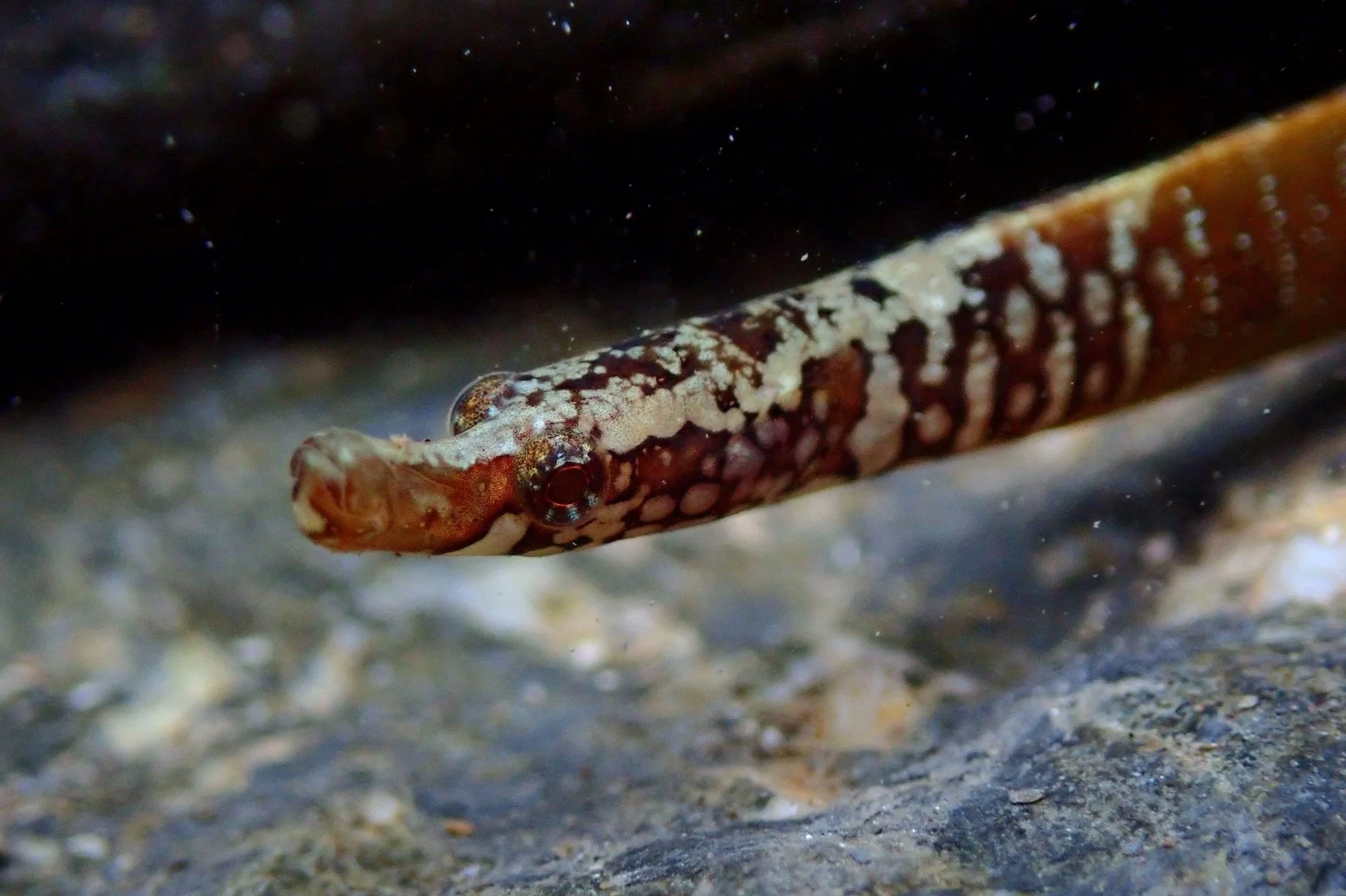 species photo
