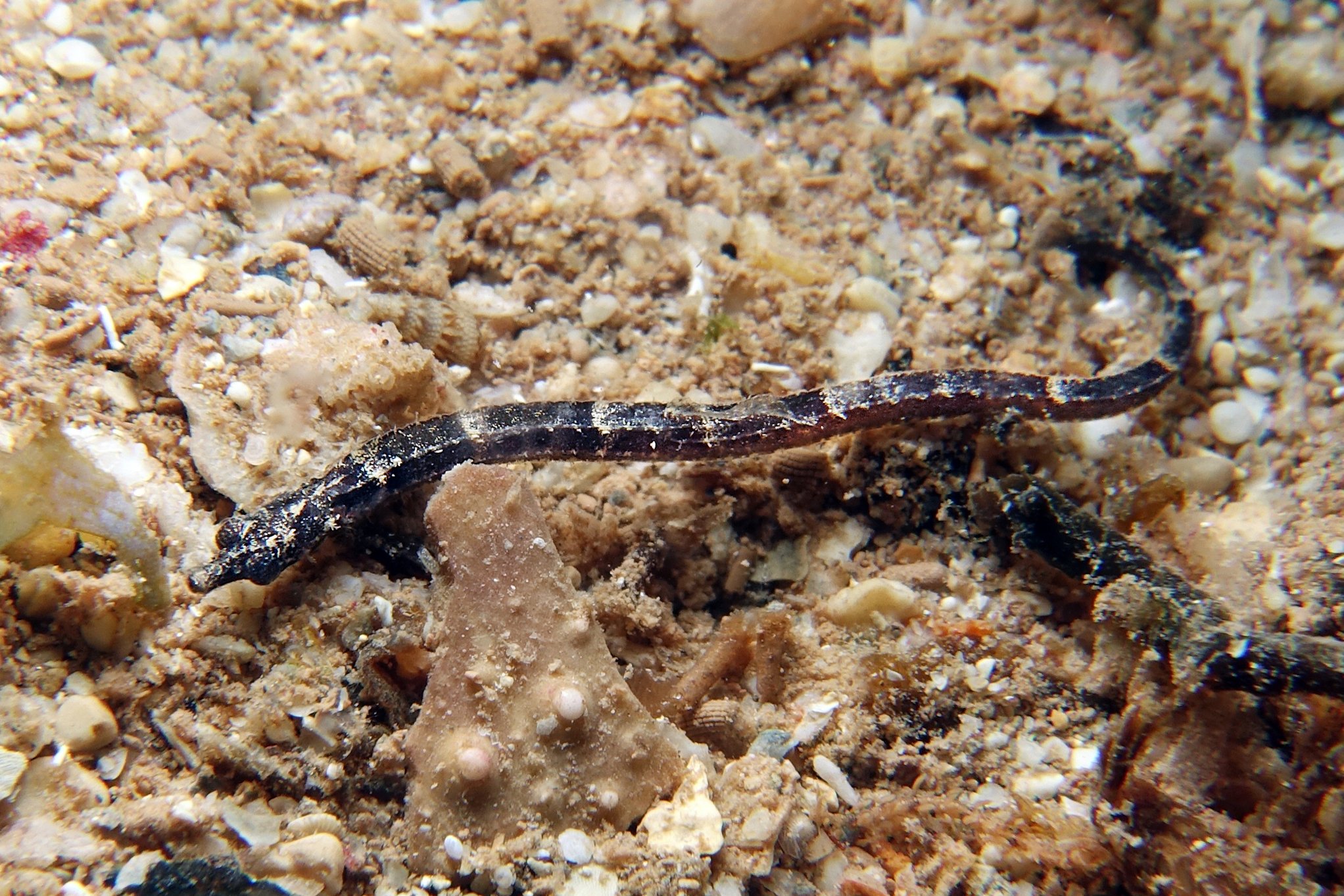 species photo