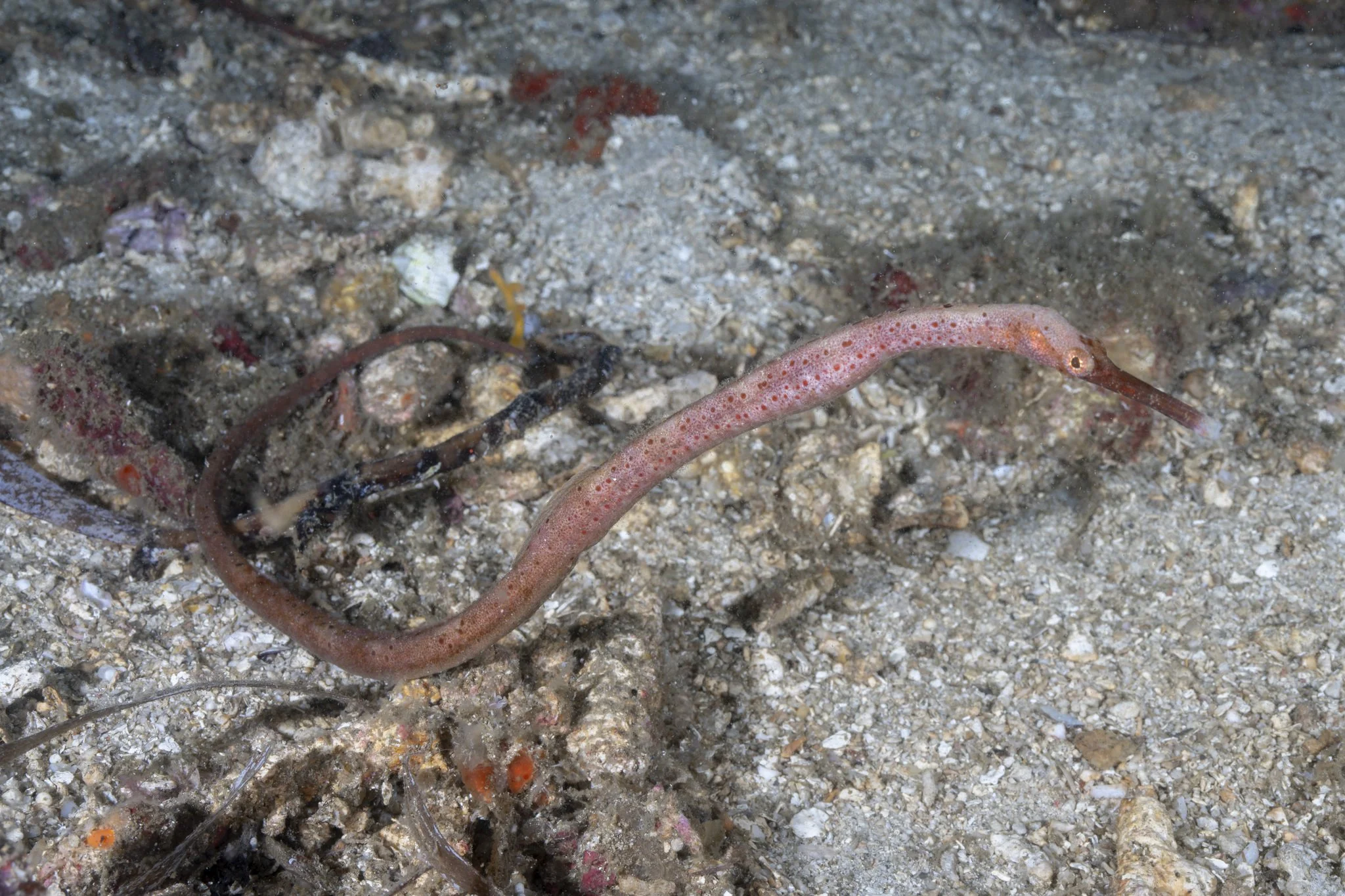 species photo