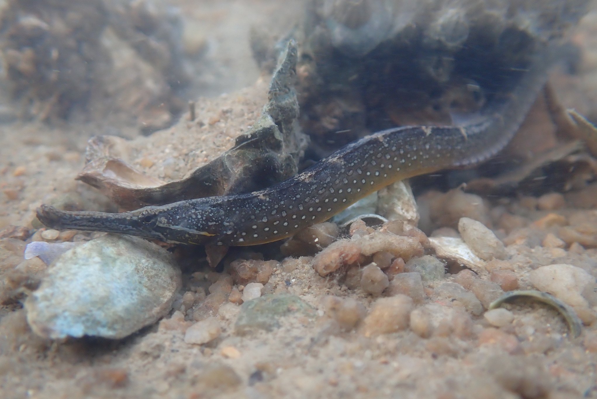 species photo