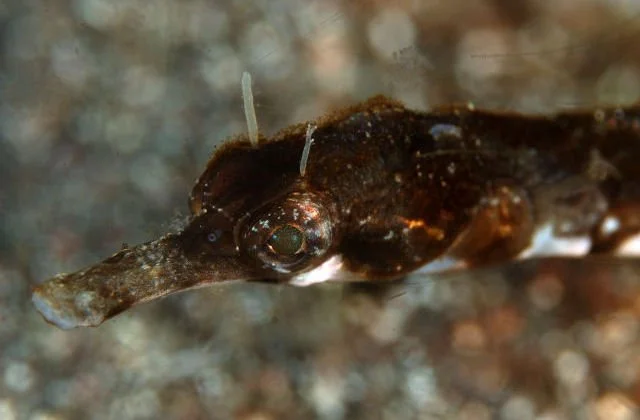 species photo