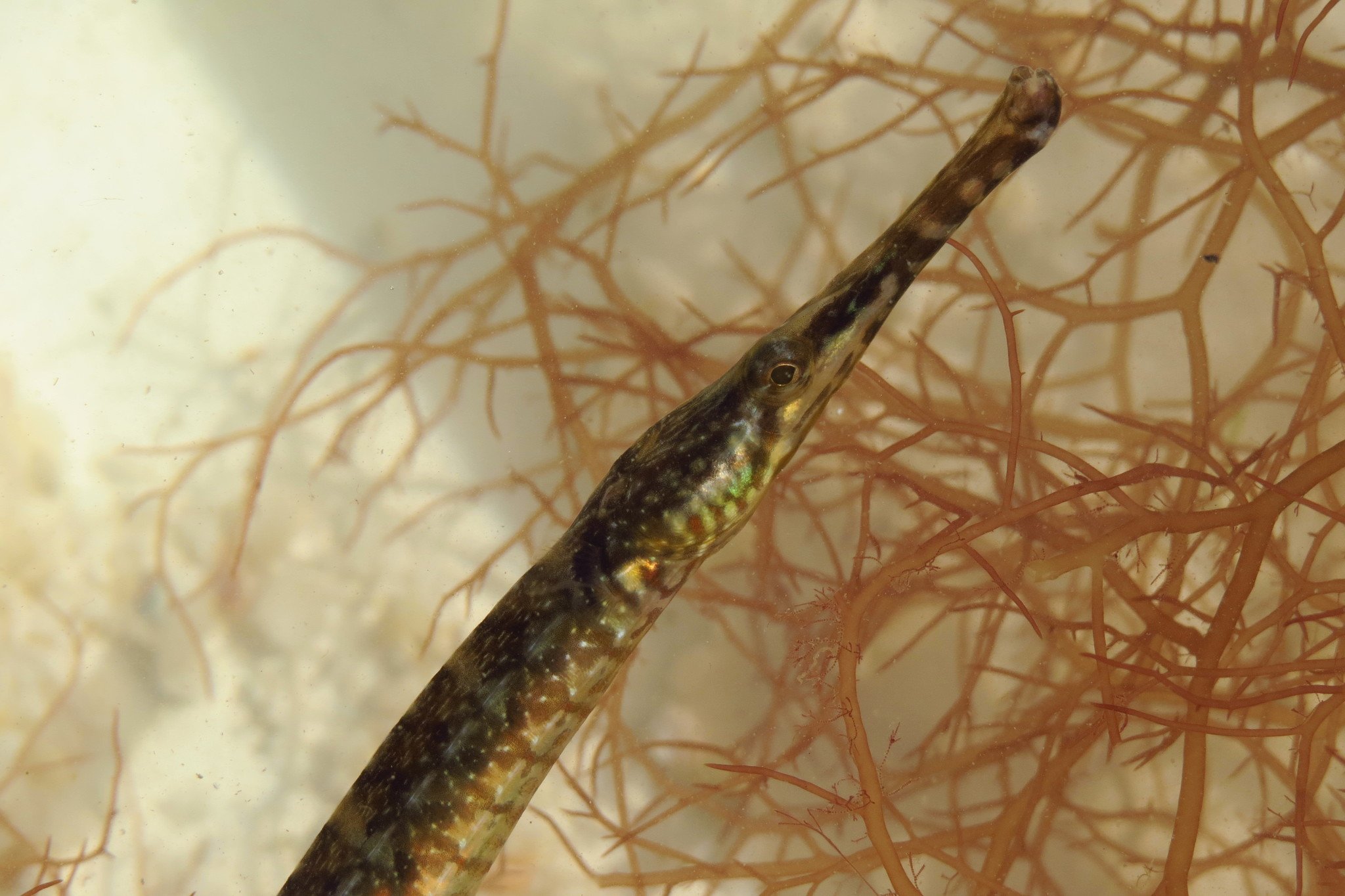 species photo