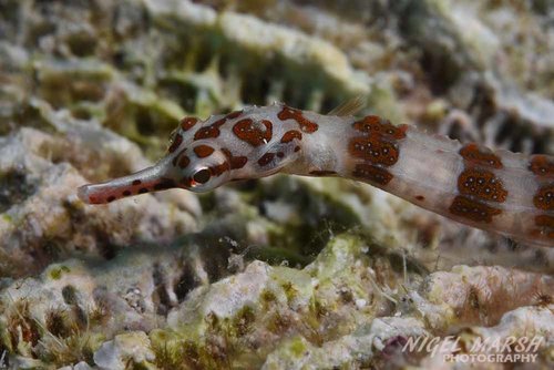 Nigel Marsh, iNaturalist