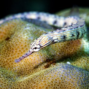 Francesco Ricciardi, iNaturalist