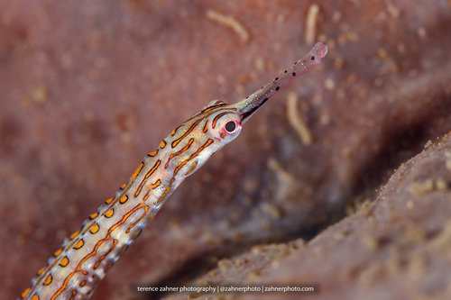 Terence Zahner, iNaturalist