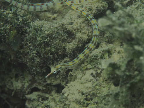 Nils Rädecker, iNaturalist