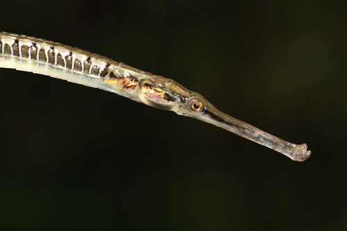 Martin Grimm, iNaturalist