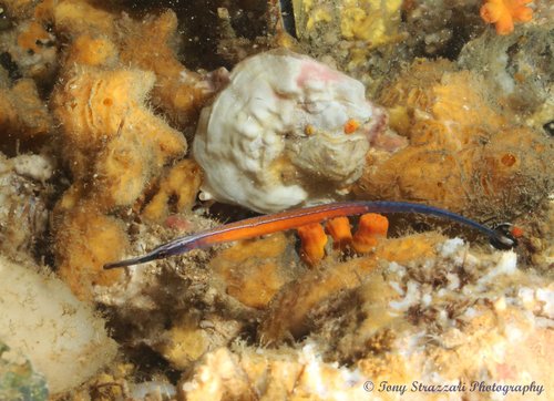 Tony Strazzari, iNaturalist